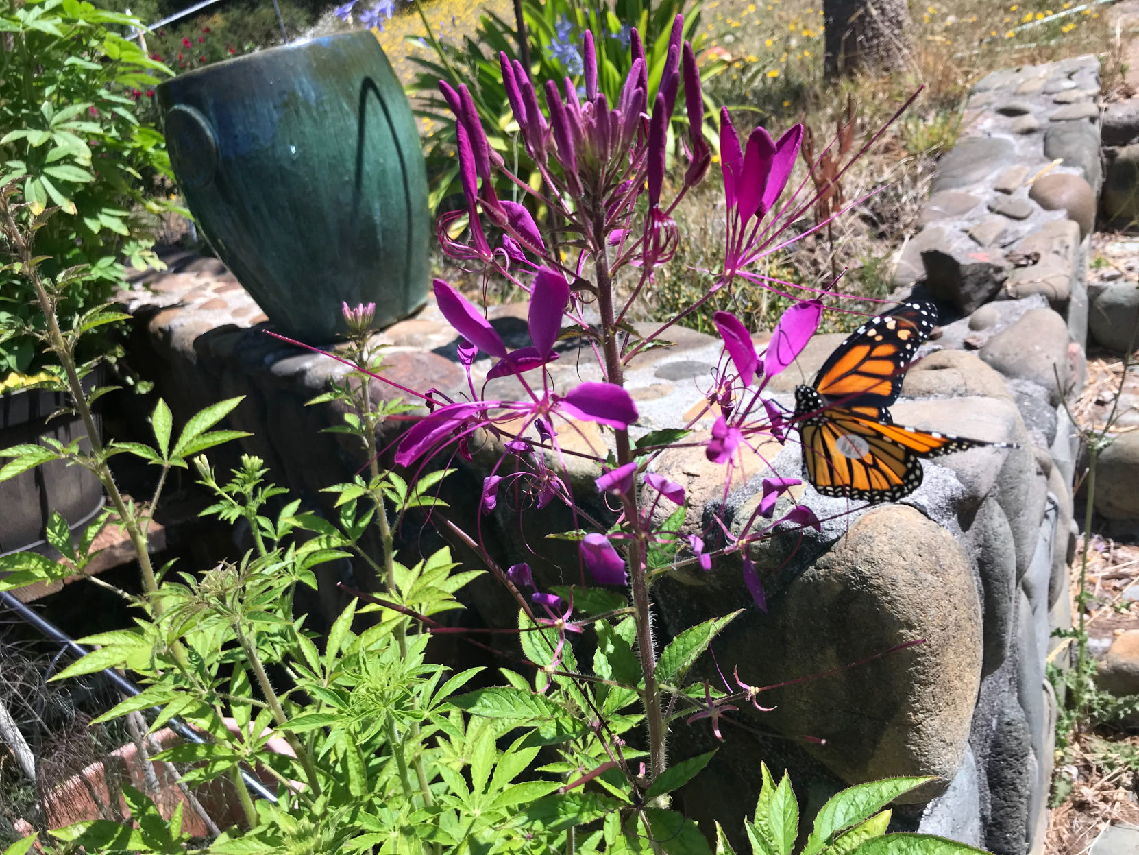 Tagged Monarch on Cleome